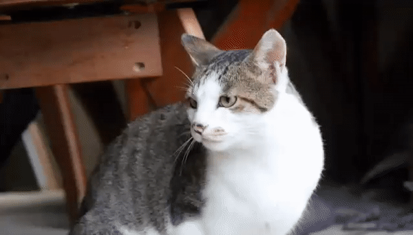 [hahaha] 고양이 때문에 드라마를 볼 수가 없다.gif | 인스티즈