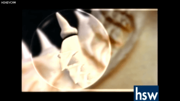 상어의 구강구조 ㄷㄷㄷㄷ.JPGIF | 인스티즈