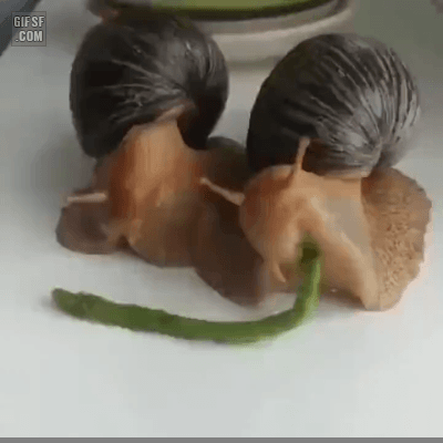 간식먹는 달팽이 | 인스티즈