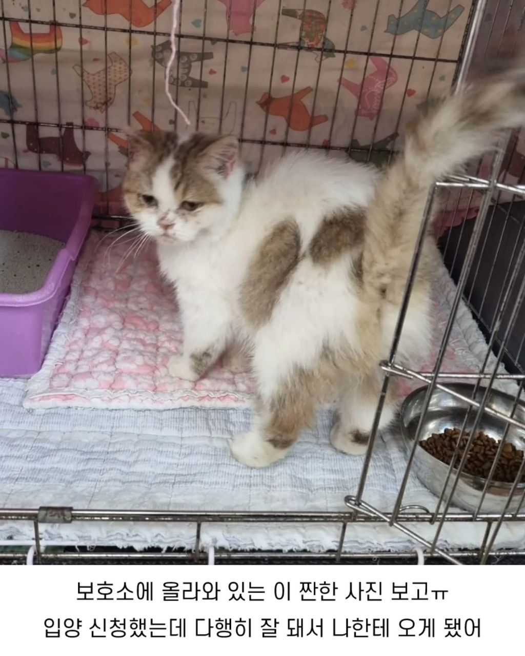 보호소냥이가 집냥이가 된 과정 | 인스티즈