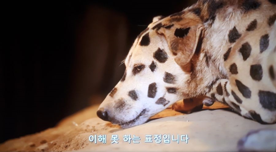묘책 이미지