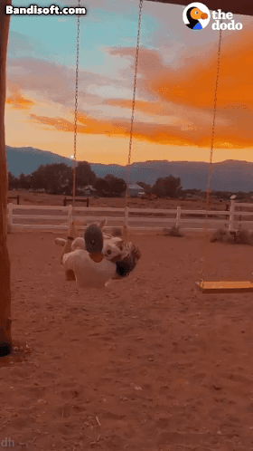 주인이랑 좋은 곳 다 가보는 댕댕이.gif | 인스티즈