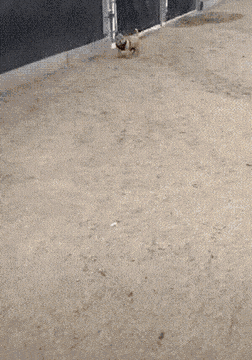 처음 보는 강아지 쓰다듬는 방법 | 인스티즈