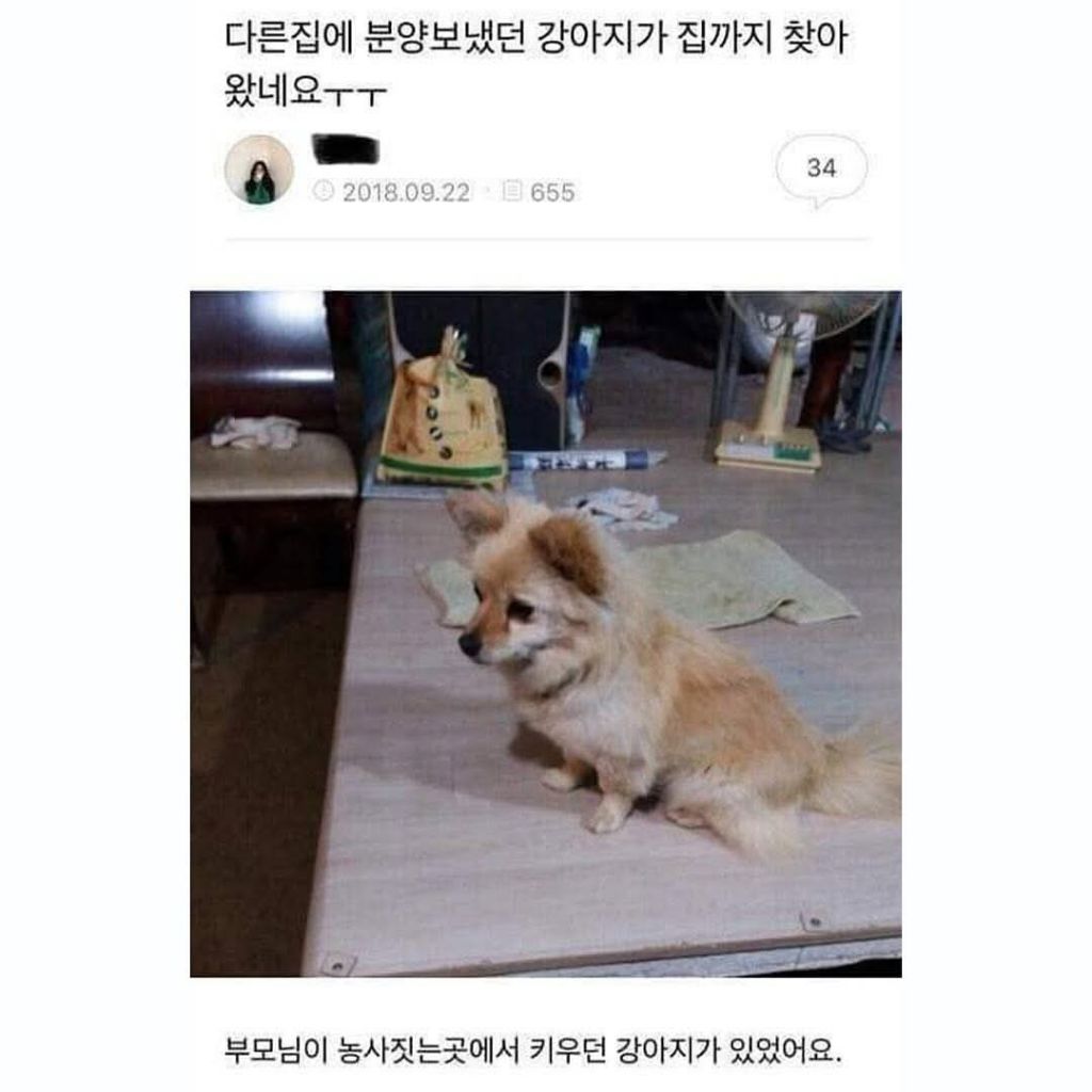 다른집에 분양보냈던 강아지가 집까지 찾아왔네요 | 인스티즈