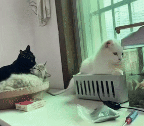 인싸 vs 아싸의 크리스마스 .gif | 인스티즈