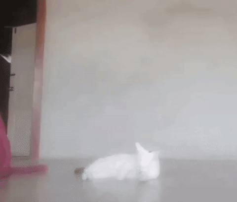 고양이만 잡아먹는 괴생명체.gif | 인스티즈