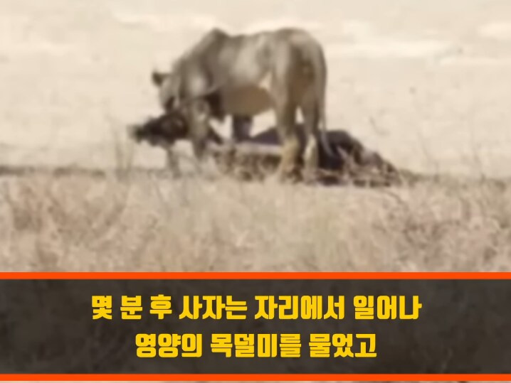 인간외에 자살을 선택하는 동물이 있을까? | 인스티즈