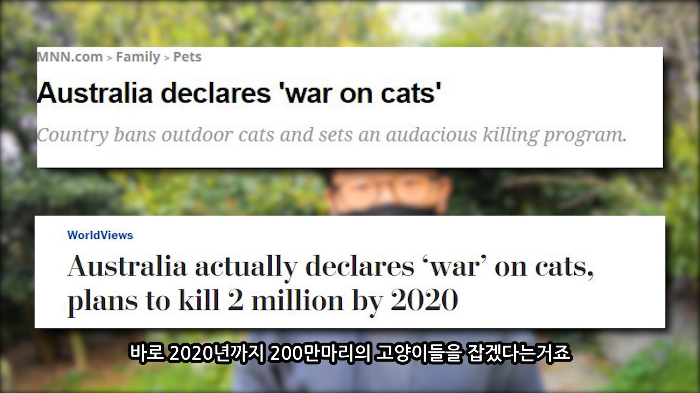[사진100장스압] 고양이가 자연생태계에 끼치는 심각한 영향 | 인스티즈