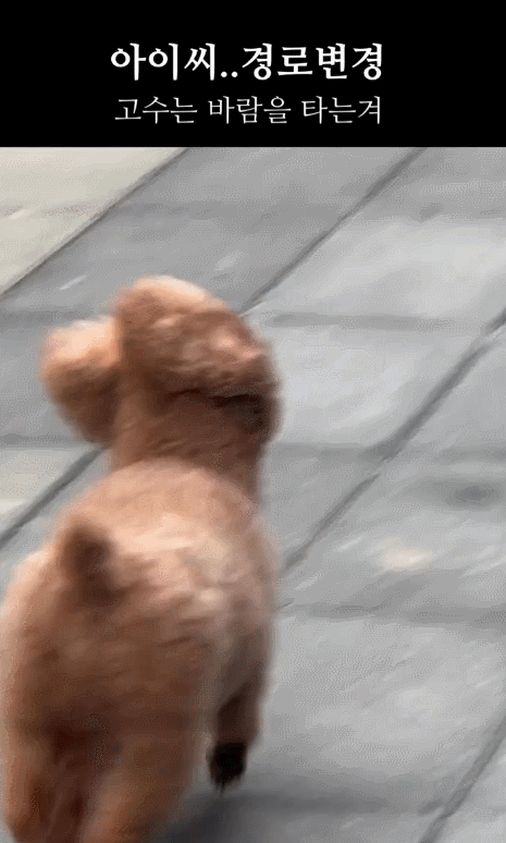 강풍에 급경로 바꾸는 강아지 ㅋㅋㅋㅋㅋㅋㅋ.gif | 인스티즈