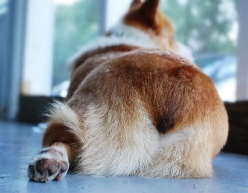 강아지가 주인을 정말 신뢰하고 있을때 보이는 행동.jpg | 인스티즈