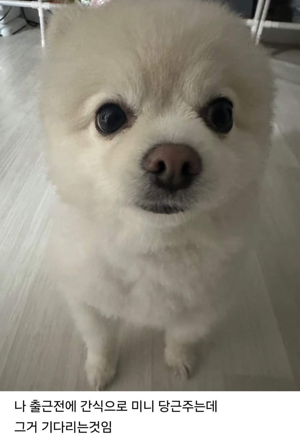 회사에 개인사정때문에 강아지를 데려왔던 직장인 | 인스티즈