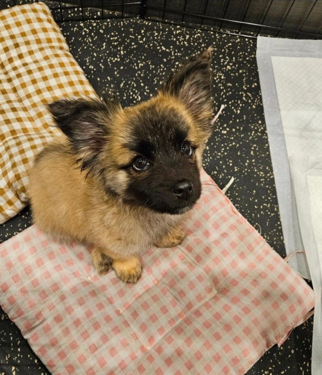 단 며칠만에 인스타 27만 팔로워 찍은 강아지 못생긴 노을이 | 인스티즈