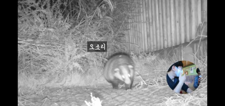 도로 위 야생동물 생태통로를 이용하는 동물들.jpg | 인스티즈