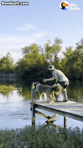 주인이랑 좋은 곳 다 가보는 댕댕이.gif | 인스티즈