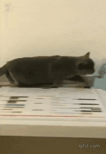 겁먹은 고양이 | 인스티즈