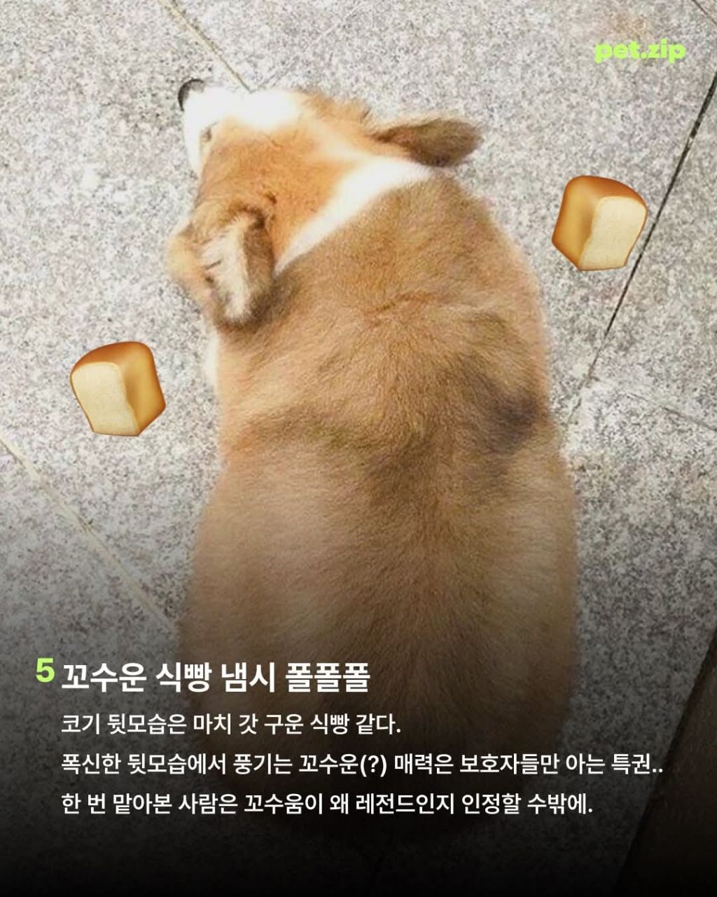 웰시코기가 짱인 이유 | 인스티즈