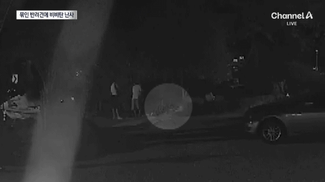 CCTV 공개된 거제 비비탄 노견 사망 사건.gif | 인스티즈