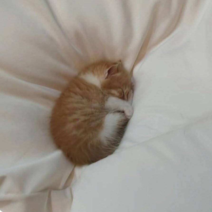 쿠션에서 자는 아깽이 | 인스티즈