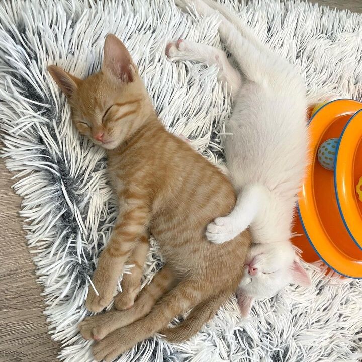 새끼 고양이 .jpg | 인스티즈