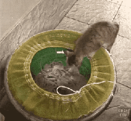 낙지 먹냥.gif | 인스티즈