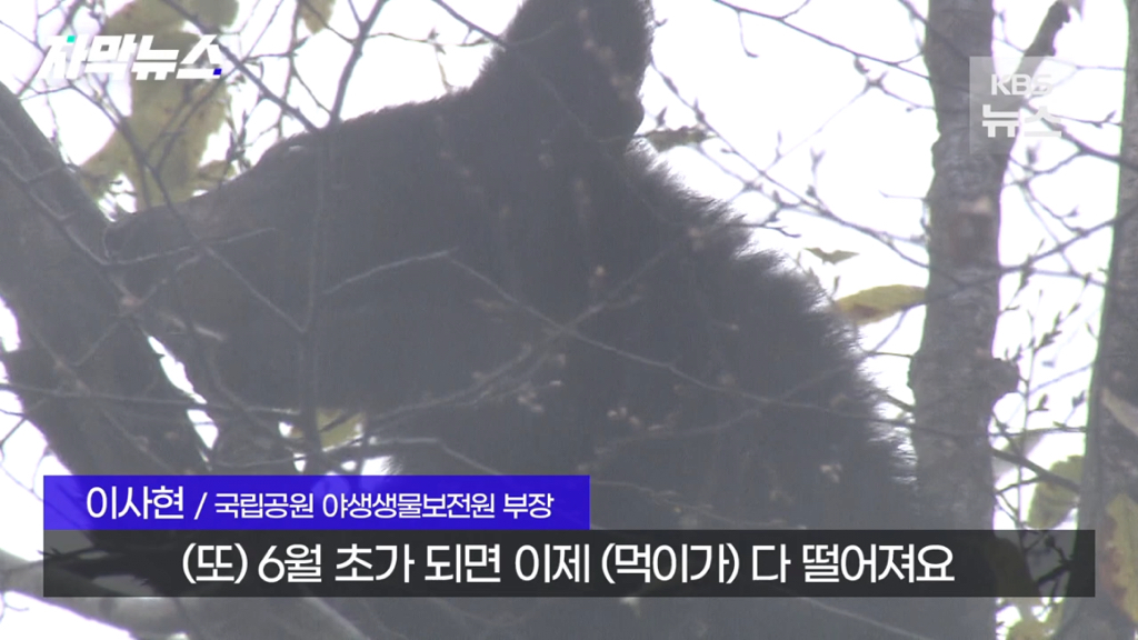 스압)지리산 반달가슴곰, 양봉 농가 꿀 빼먹었다 | 인스티즈
