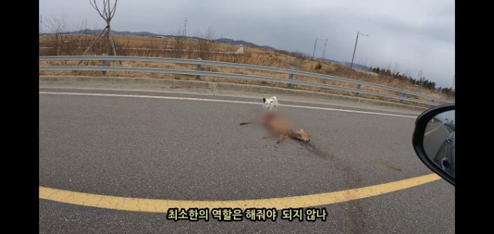 도로 위 야생동물 생태통로를 이용하는 동물들.jpg | 인스티즈