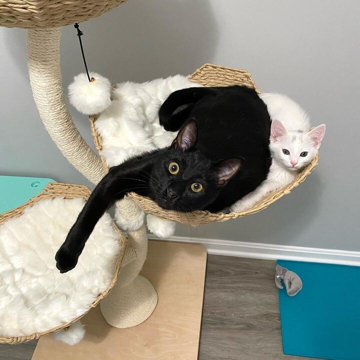 새끼 고양이 .jpg | 인스티즈