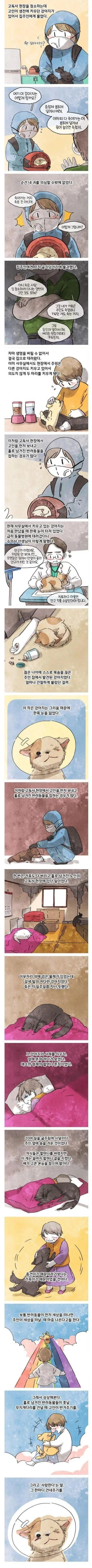 고독사 현장에서 발견되는 강아지들 | 인스티즈