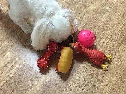 밥안먹는 댕댕이 밥먹이는 방법.JPG | 인스티즈