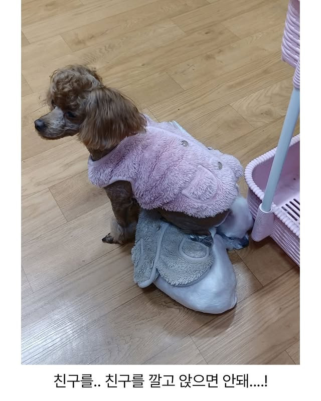 어느 애견미용사의 은밀한 취미 | 인스티즈