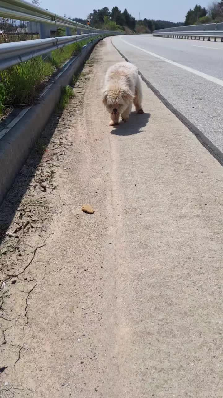 길냥이 길댕이 맘에들면 주워가라길래 주워옴 | 인스티즈