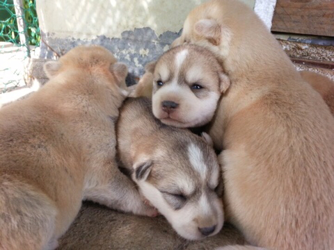 진도스키 및 오리 및 닭들 | 인스티즈