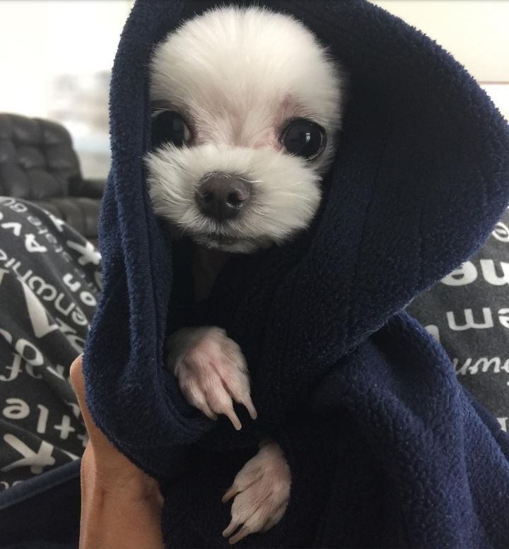 코델리아 이미지