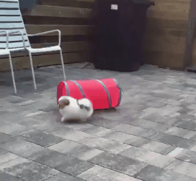 😍새 장난감에 신난 강아지 | 인스티즈