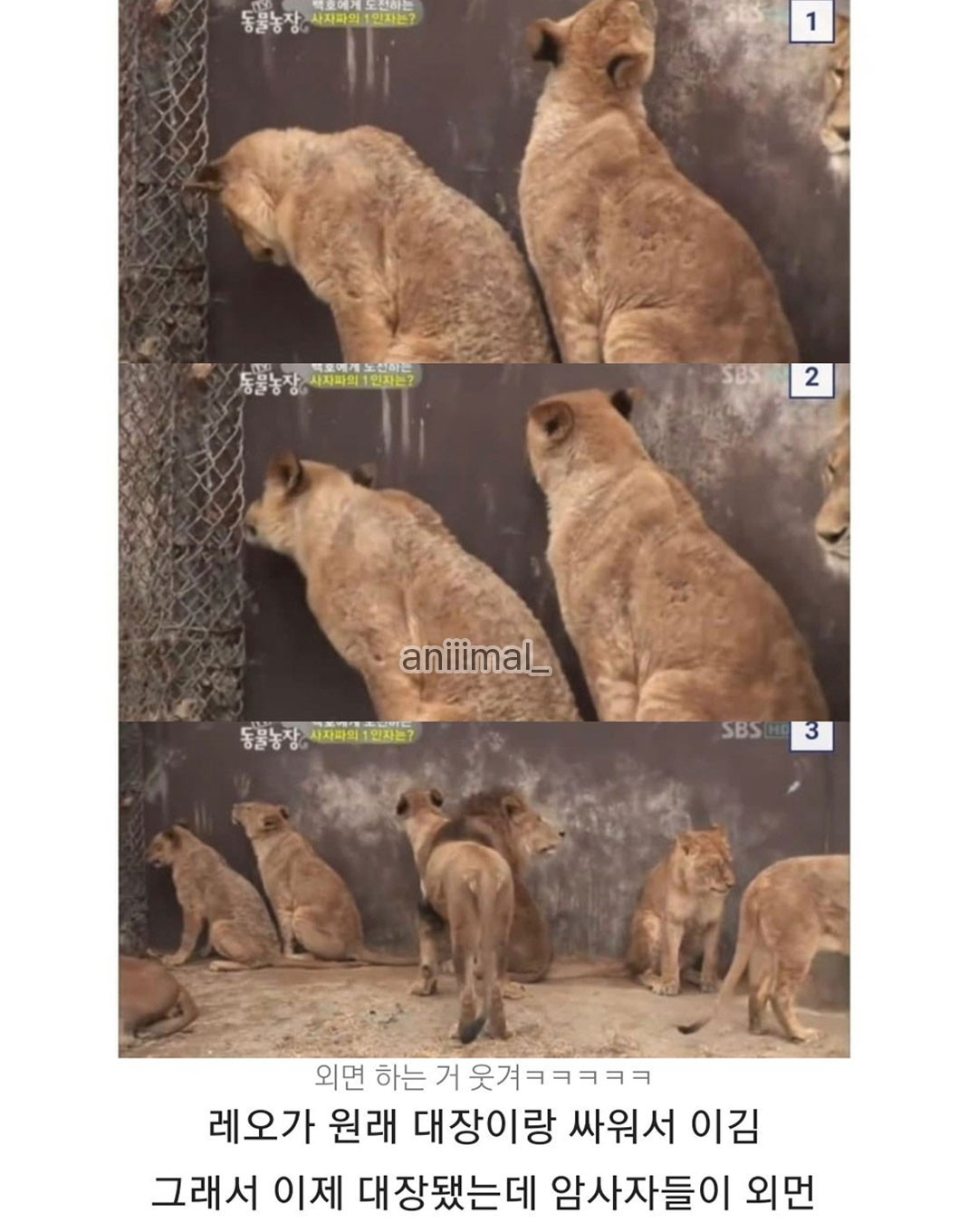 못생긴 숫사자와 잘생긴 숫사자 | 인스티즈