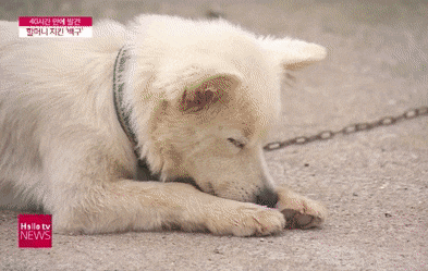 90대 할머니 살린 킹갓 백구.gif | 인스티즈