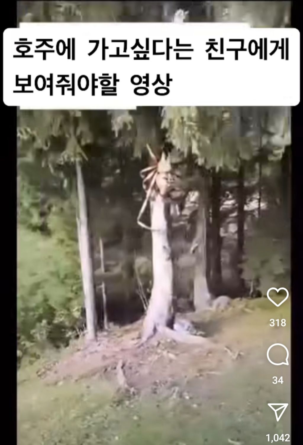호주 거미 수준 | 인스티즈