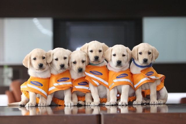 🐶 안내견 공부중입니다! | 인스티즈