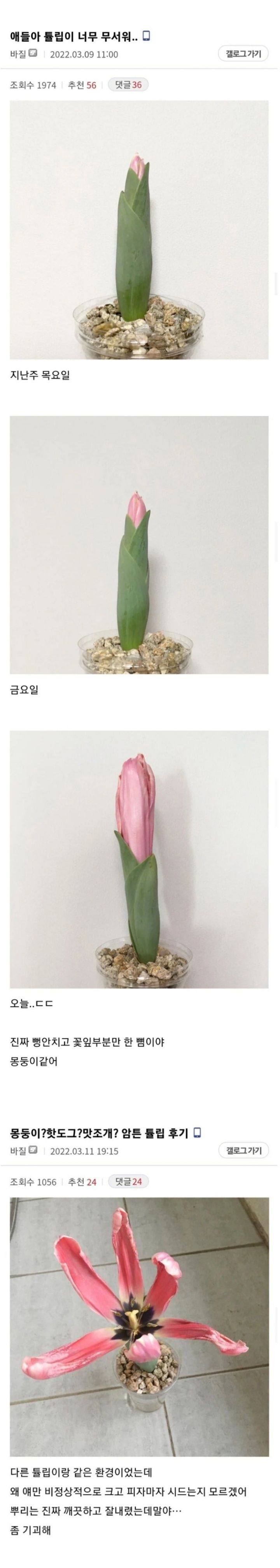 본인이 키우는 튤립이 무서운 디시인 | 인스티즈