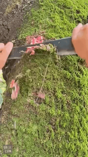 나무에서 생고기 얻는 법 | 인스티즈