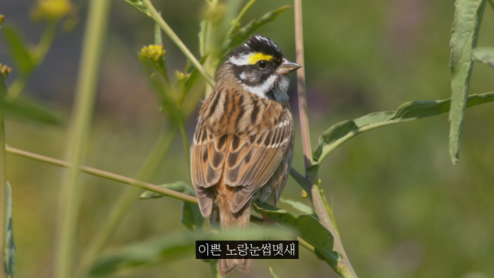 [사진100장스압] 고양이가 자연생태계에 끼치는 심각한 영향 | 인스티즈
