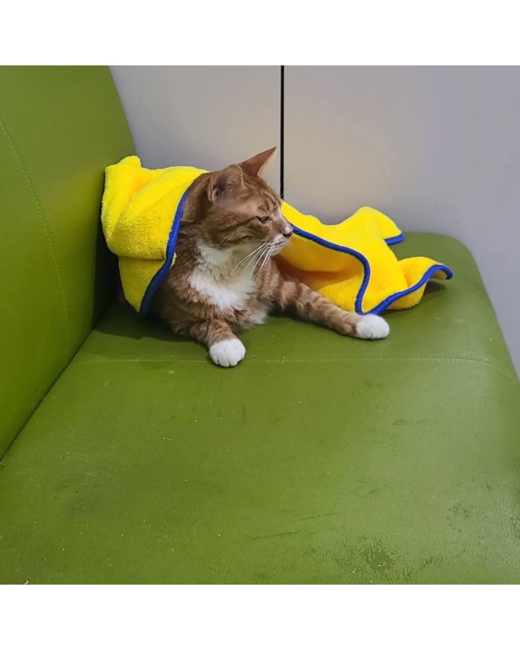 좀비딸에 나오는 고양이 | 인스티즈