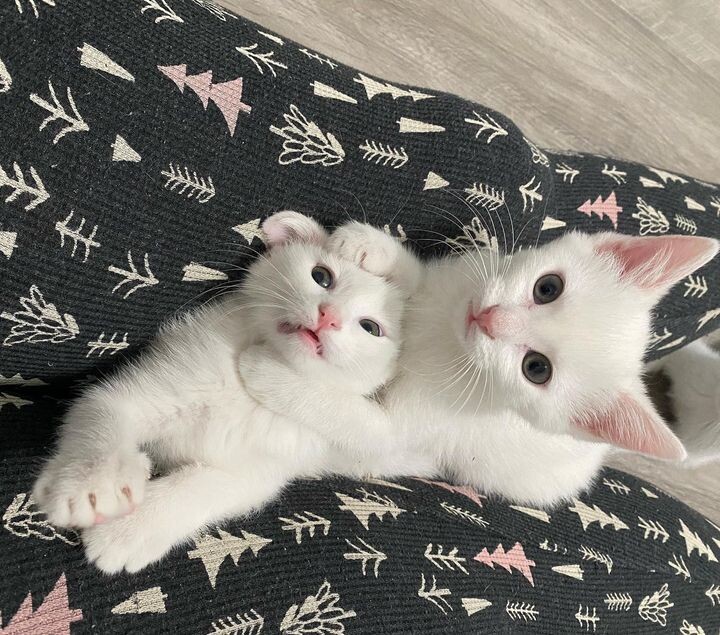 새끼 고양이 .jpg | 인스티즈