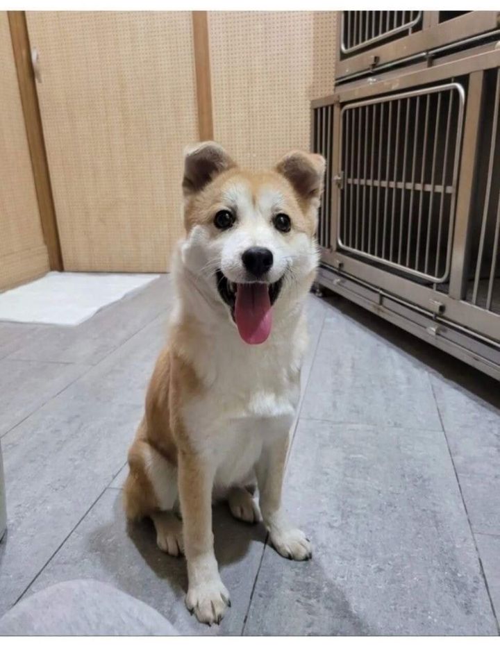 터널앞에 버려져서 비 쫄딱 맞던 댕댕이는 결국... | 인스티즈