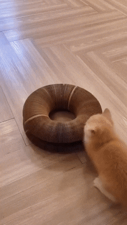 장난감으로 혼자 잘 노는 아기 고양이.gif | 인스티즈