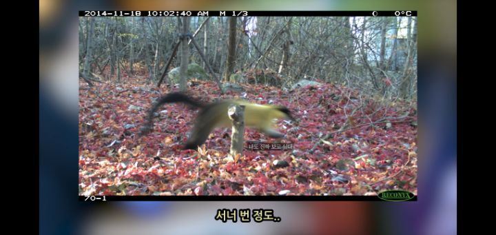 도로 위 야생동물 생태통로를 이용하는 동물들.jpg | 인스티즈