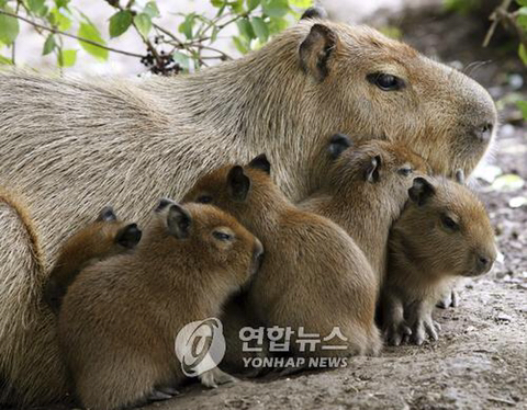 친화력, 인싸력 최고인 커여운 동물.jpg | 인스티즈
