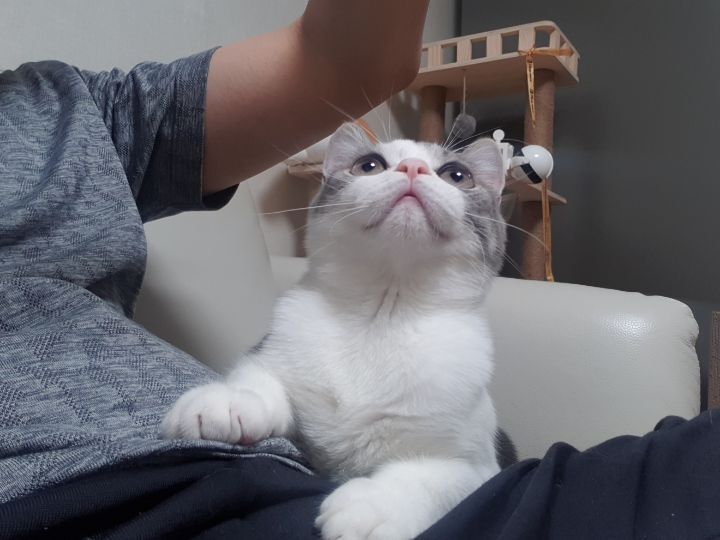 사람만큼 다양한 표정을 짓는 고양이 | 인스티즈