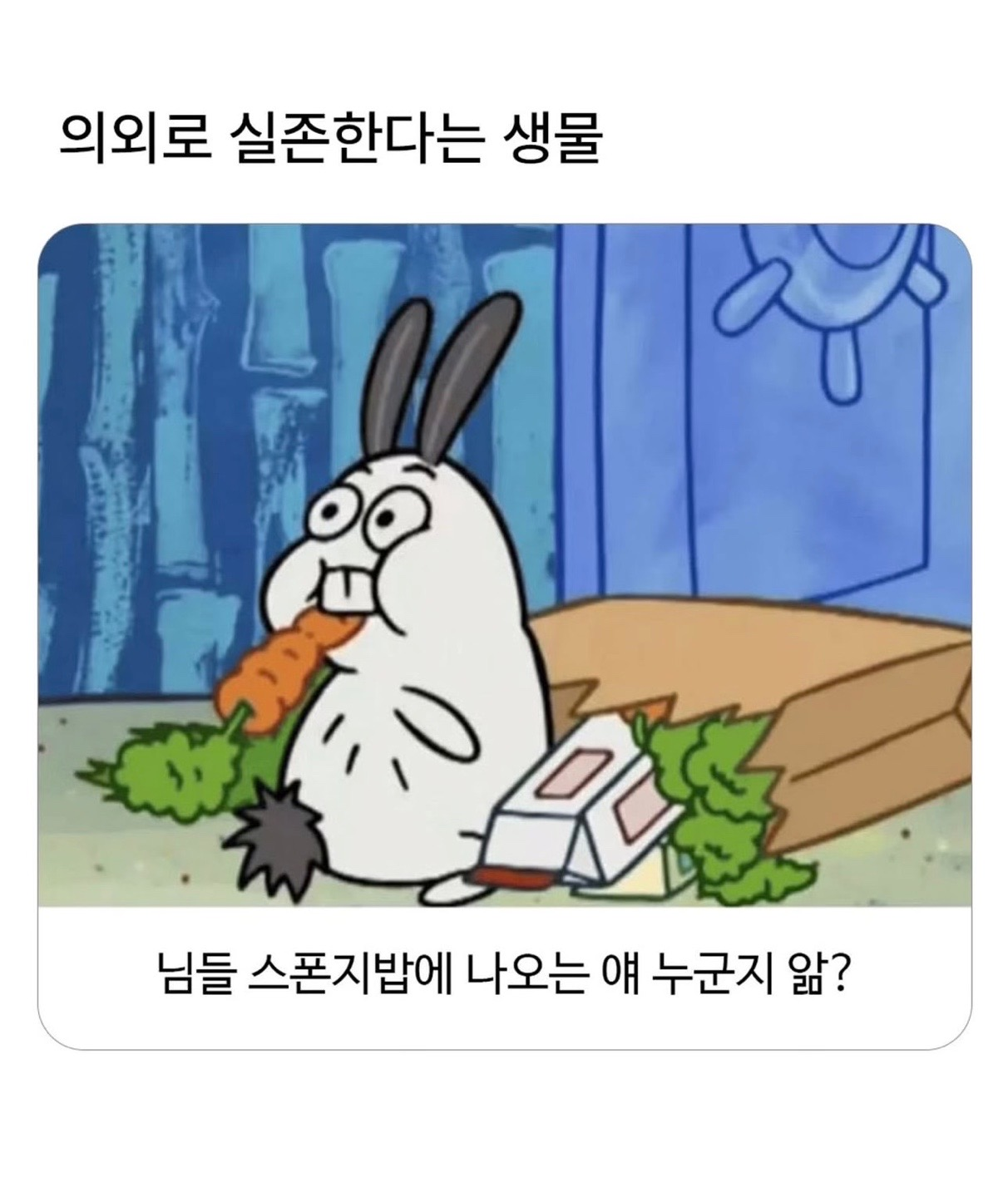 스폰지밥에 의외로 실존한다는 생물 | 인스티즈