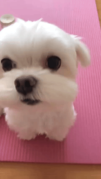 이빨 빠진 말티즈.gif | 인스티즈